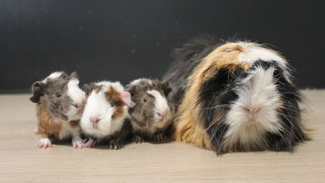 Naissance: Rayban et Rakhshan