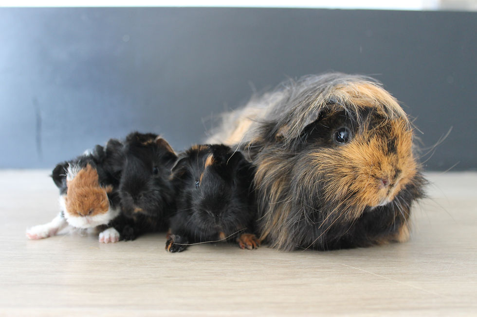 Yokai et Thor - 13 février 2026 - B26017 B26018 B26019.JPG