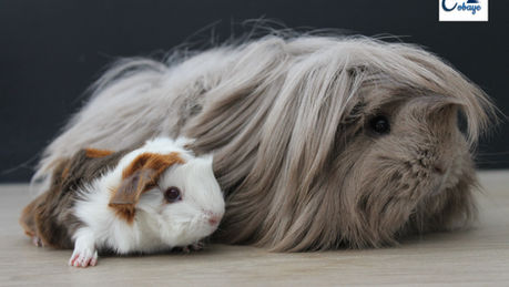 Naissance: Athéna et Lord