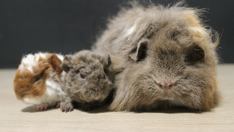 Naissance: Sheba et Salazar