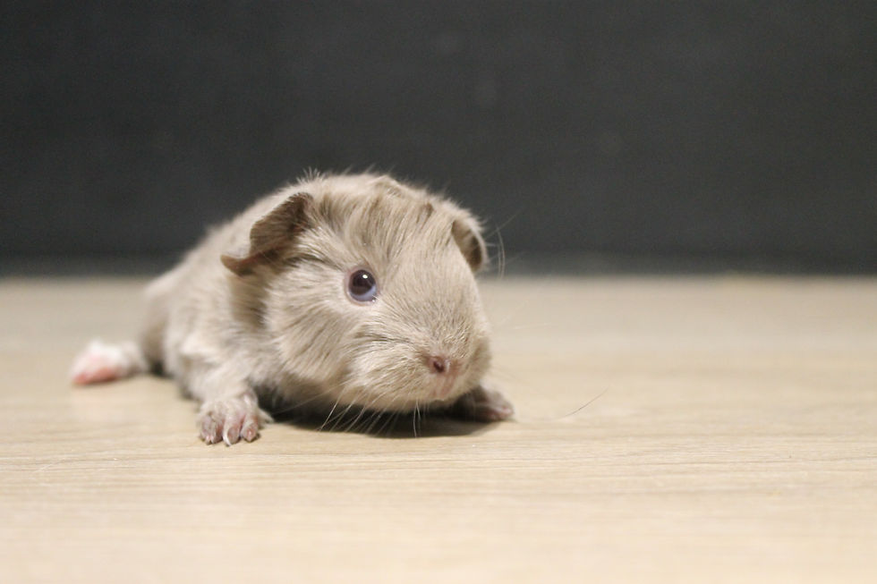 Aube de la MaisonDuCobaye (A25080) (2).JPG