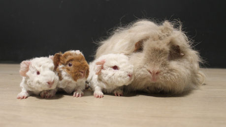 Naissance: Raven et Rubens