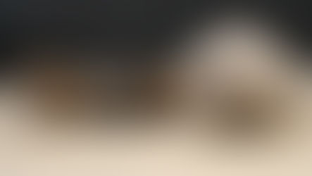 Naissance: Star et Kovu