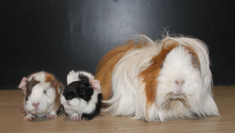 Naissance: Billywig et Poker