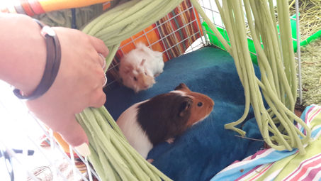 Gaston et Pépito