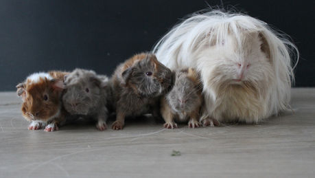 Naissance Leïa et O'Malley