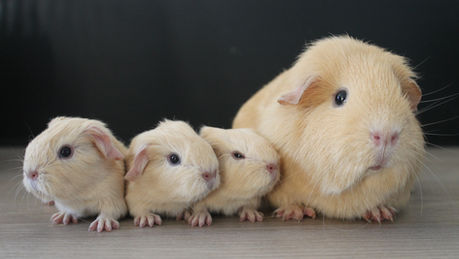 Naissance: Raya et Redji