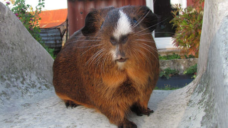 Caramel #104 et Cookie #106