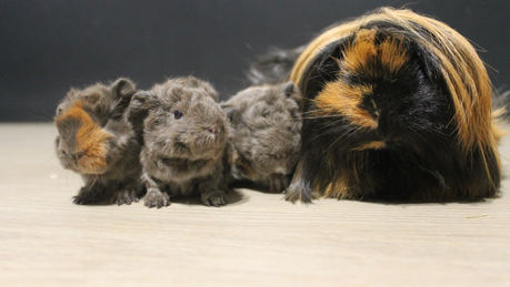 Naissance: Hygie et Rakhshan