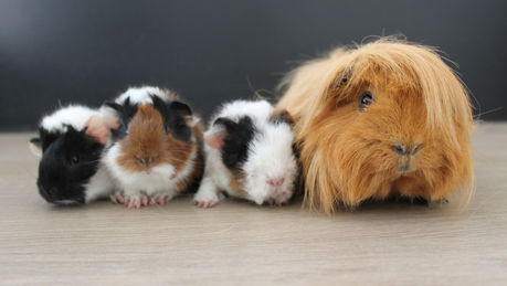 Naissances: Août 2023