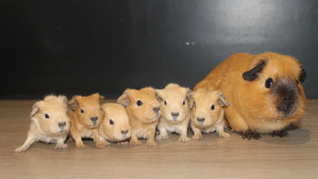 Naissance: Cannelle et Rio