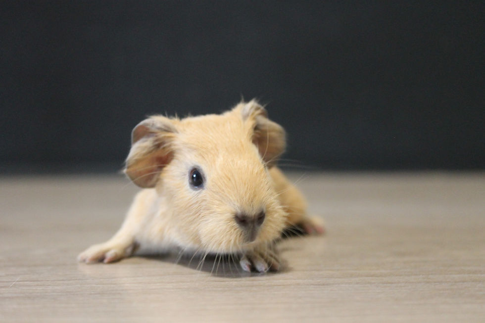 Aloé de la MaisonDuCobaye (A25069) (2).JPG