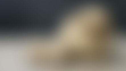 Naissance Caline et Spartacus