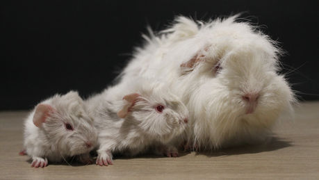 Naissance: Perle et Luke