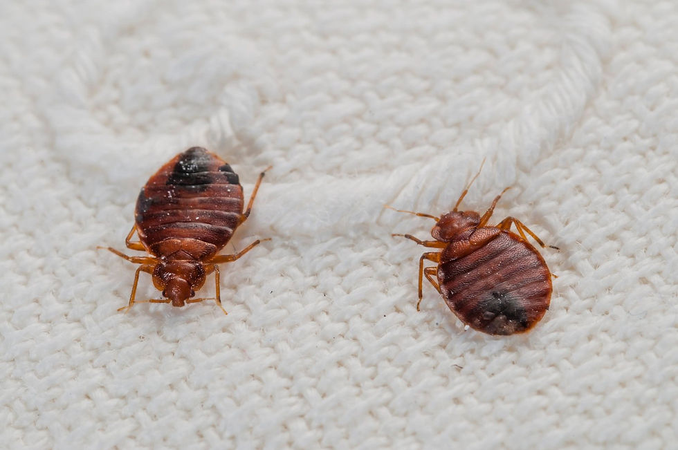 Bed Bug Pest Control