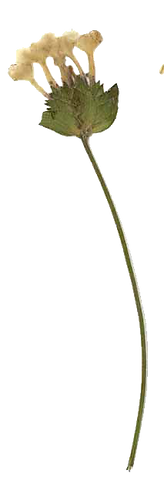 aoskdjflasdjf.png
