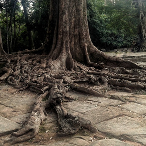 Starożytne drzewo w Angkor Wat