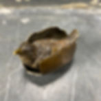 Oisillon à la Coquille - Rare Bronze de Vienne Polychrome Référencé n°448