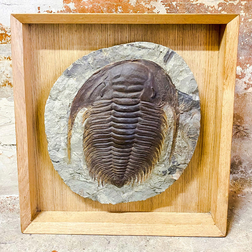 Thumbnail: Fossile de trilobite et son empreinte (Trilobita) géant XL