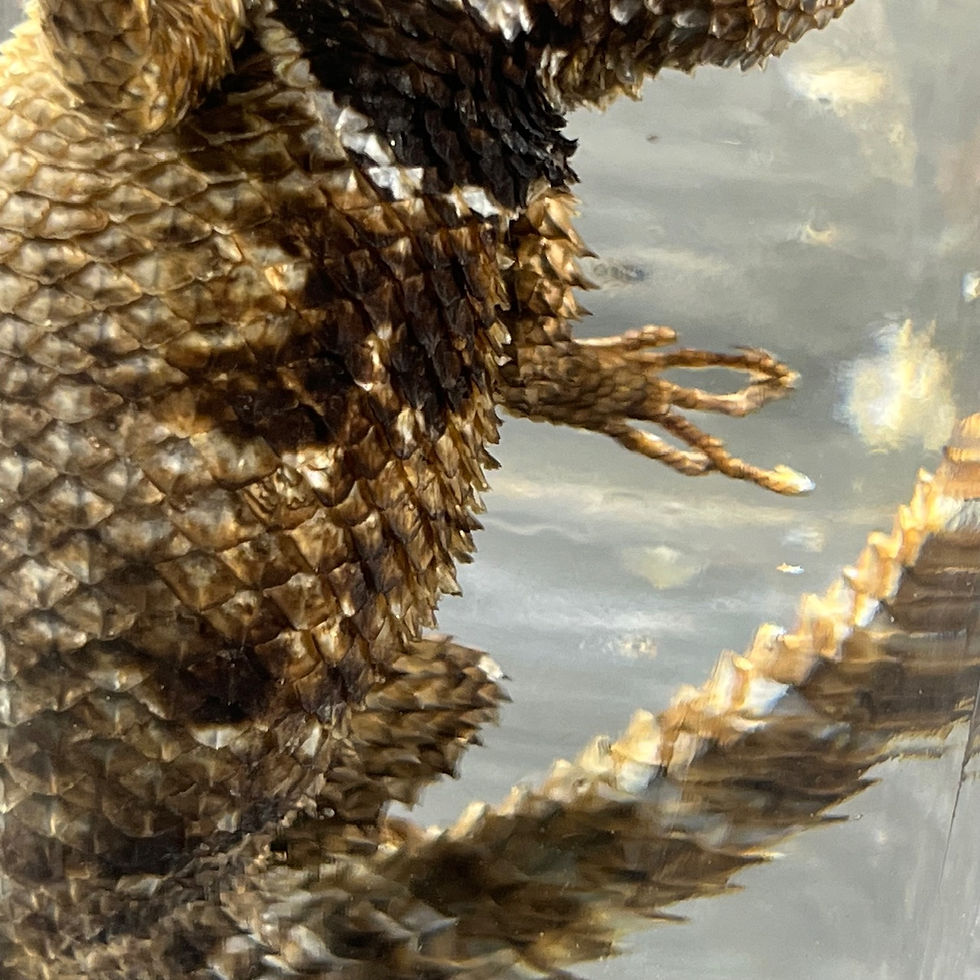 Thumbnail: Wet specimen of spiny-tailed lizard, cabinet of curiosities
