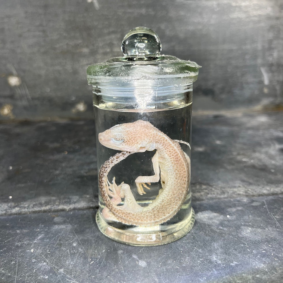Thumbnail: Wet specimen of reptile preserved in alcohol, cabinet of curiosities