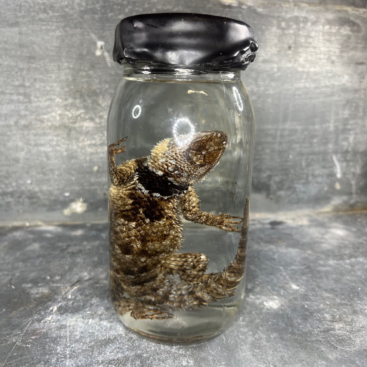 Wet specimen of spiny-tailed lizard, cabinet of curiosities