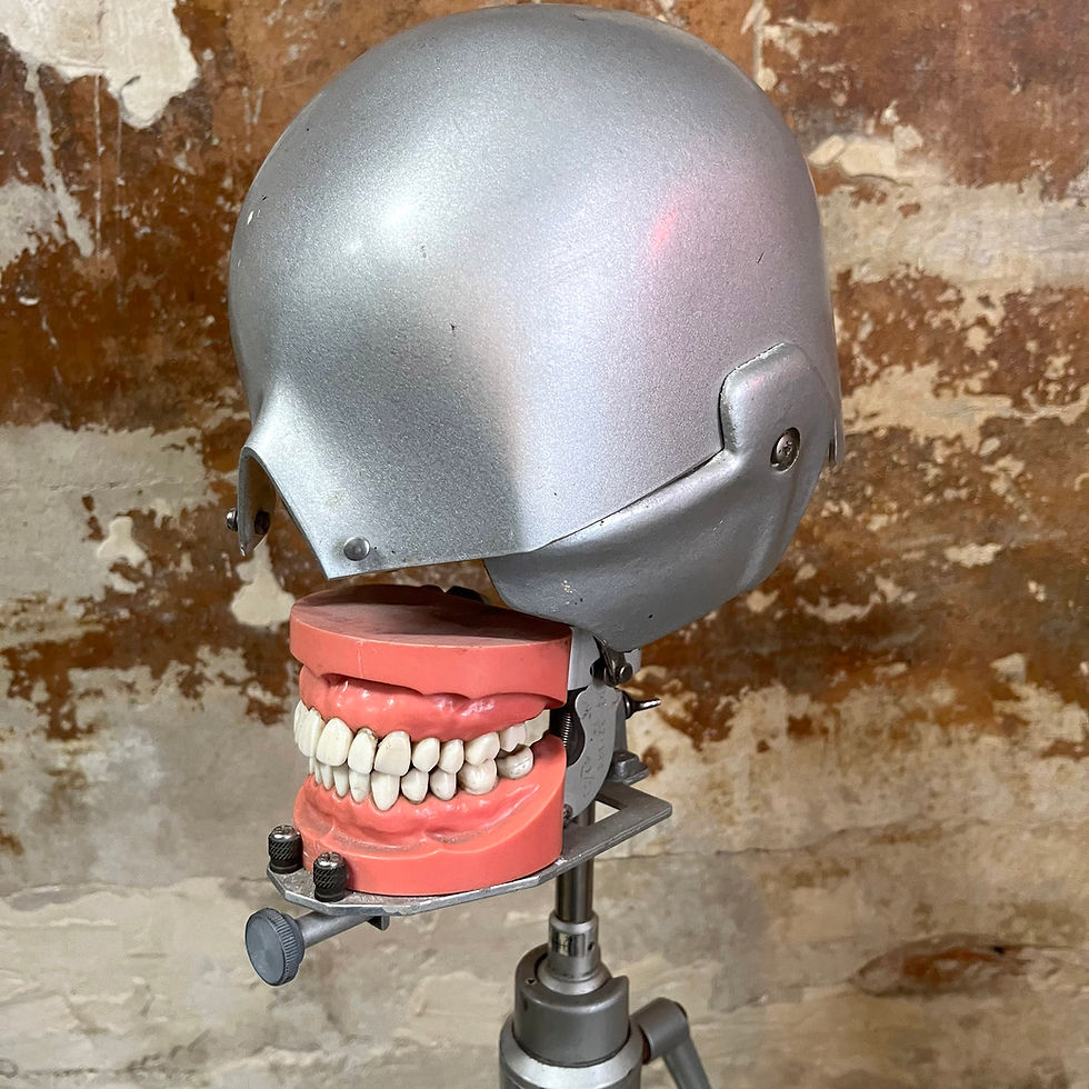 Miniature : Crâne d'étude de dentiste phantom head, début XXème