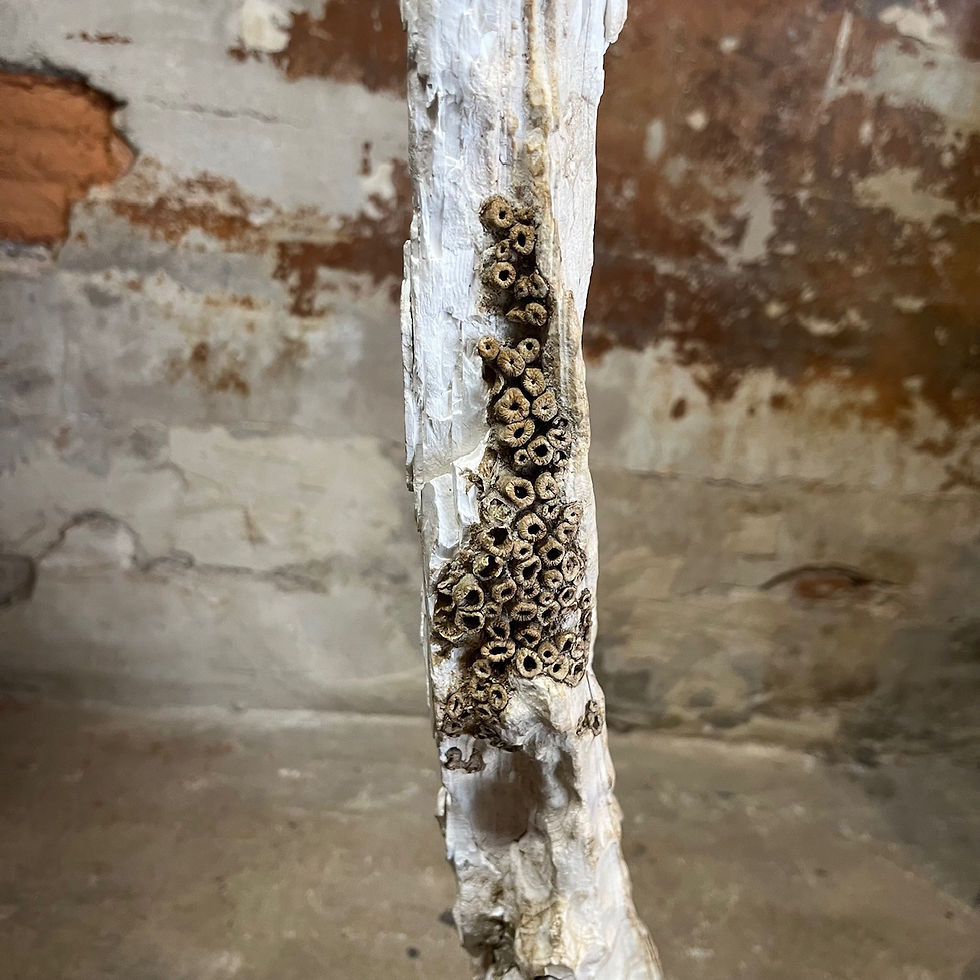 Thumbnail: Fossilized mammoth tusk – North Sea – approx. 71 cm – Pleistocene