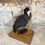 Thumbnail: Taxidermy - Coot - Waterfowl