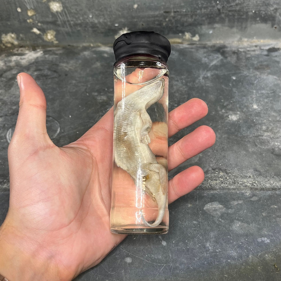 Thumbnail: Wet specimen of lizard, sand fish, cabinet of curiosities