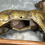 Thumbnail: Animal bronze – Doe on wooden base – Hidden secret hiding place