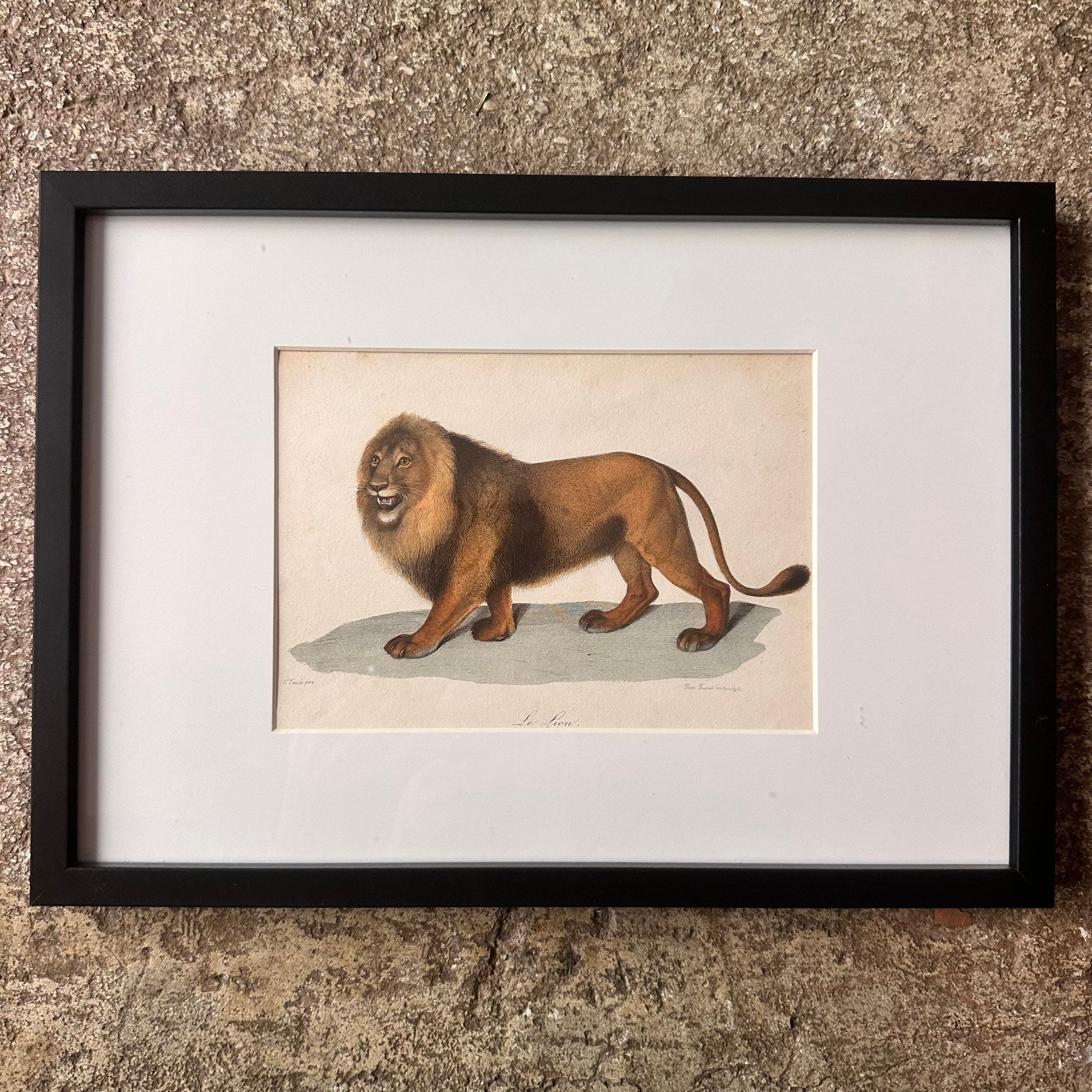 Gravure Originale XIXe – "Le Lion" par Édouard Traviès (Édition d'après Buffon)