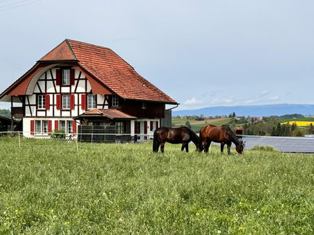 software pensiune, rezervari, cazari, contabilitate, facturare, evidenta contabila