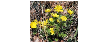 誕生日別和のお守り文様　12月29日