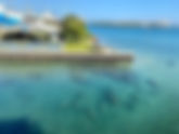 ManateeFest: 9th Anniversary Celebration - Experience The Wonders Of Manatee Lagoon This Cool Weather Season