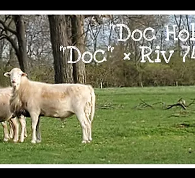 Doc Holiday.png