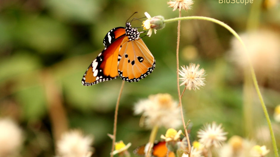 #NotAllWeeds - Tridax Procumbens - I
