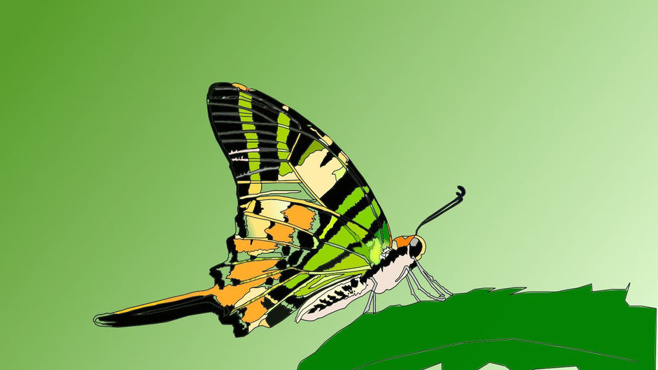 Fivebar Swordtail Butterfly