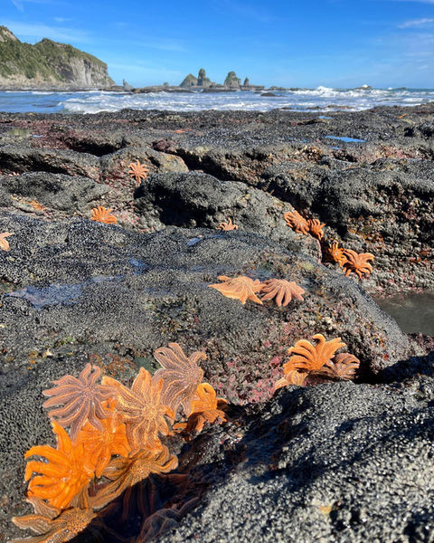 Bright orange starfish on the rocks at Motukiekie Beach.