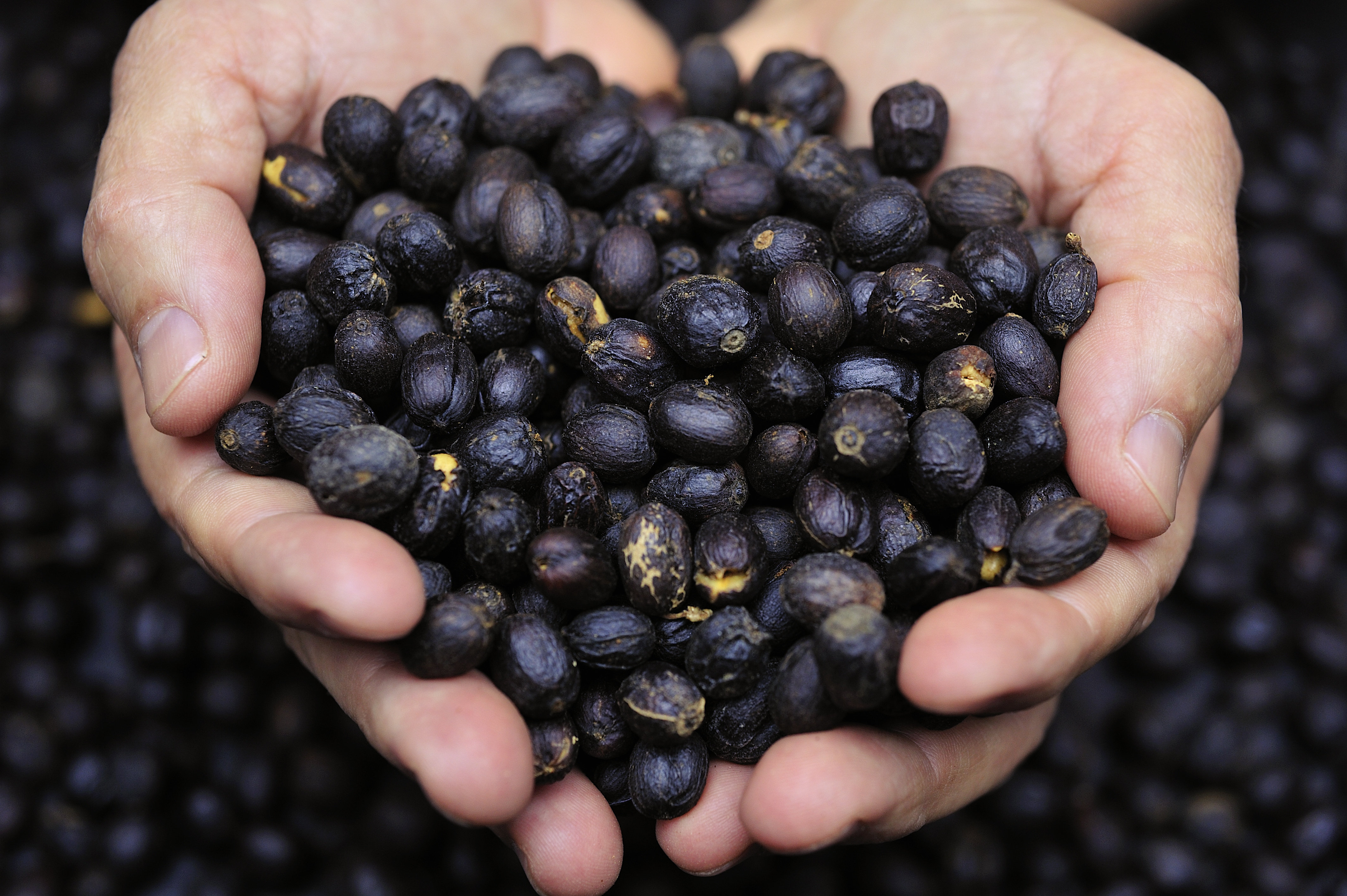 Costa Rica Perla Negra Organic Microlot Origencoffee