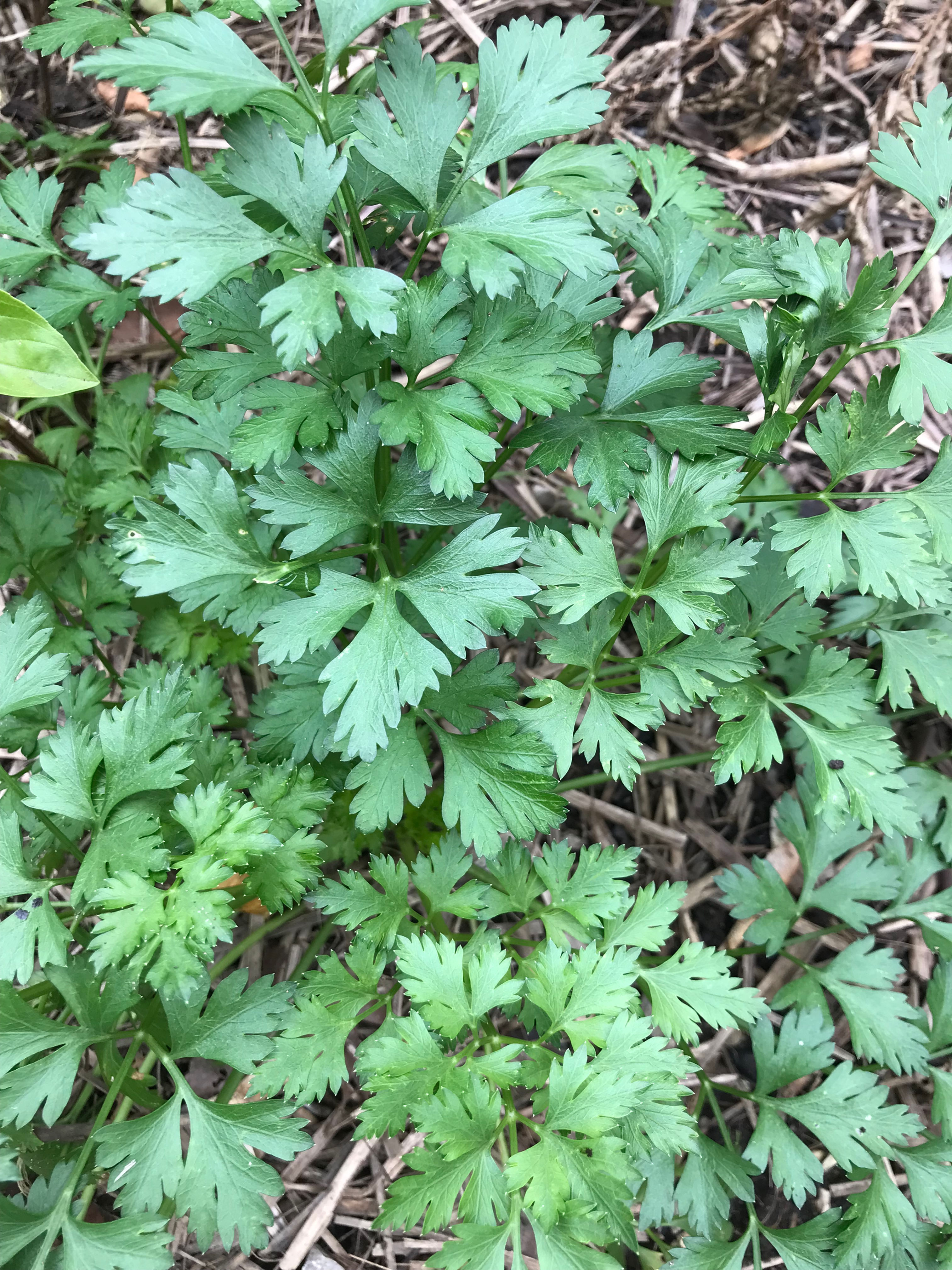 Parsley - Italian Giant Flat Leaf