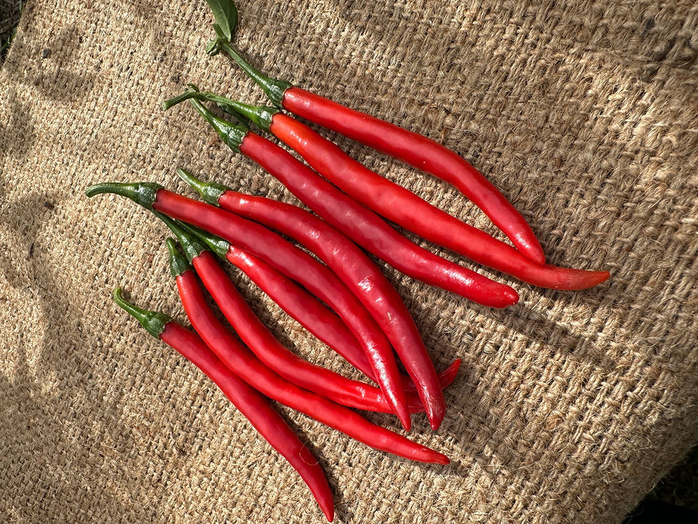 Thumbnail: Chilli - Cayenne