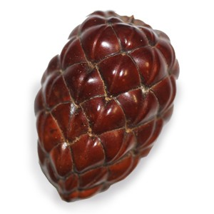 Foto da pinha de Oxóssi