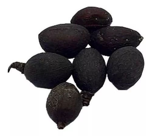 Foto de sete favas de Obaluaiê