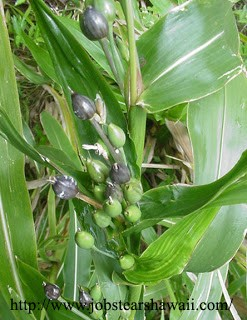Pé de Lágrima de Nossa Senhora
