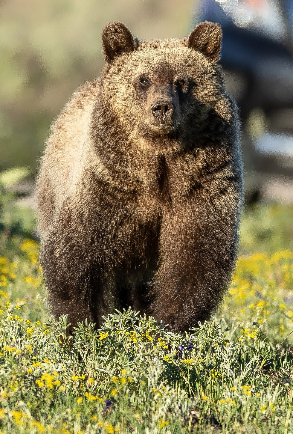 Grand Tetons Photography Workshop