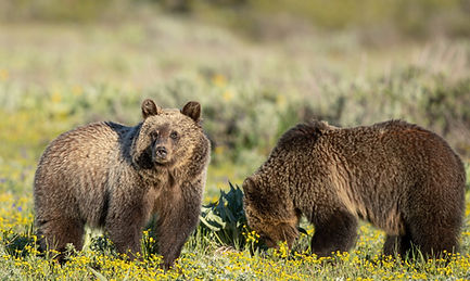 Grand Teton national park photograhy workshop