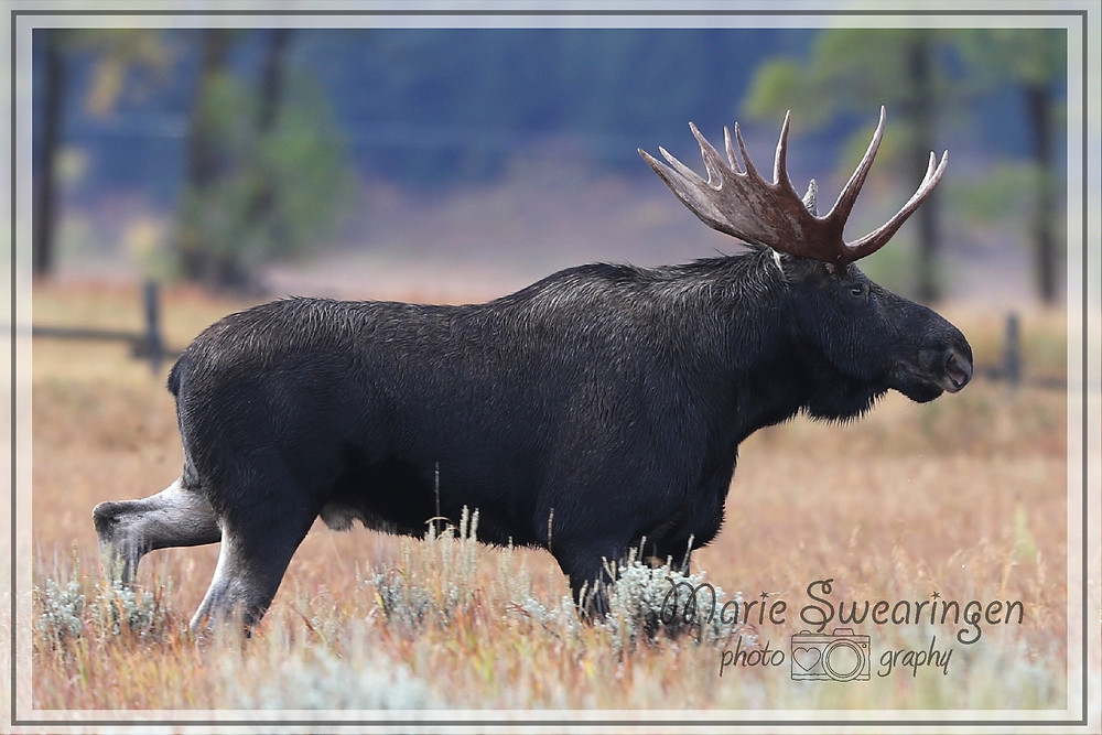 Fall Wildlife Photography Workshop Grand Teton National Park Tripod Travelers