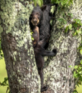 Smoky Mountains Wildlife Photography Workshop Black Bears