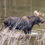 Thumbnail: Moose in Water Grand Teton National Park Tripod Travelers